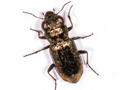 Notiophilus biguttatus